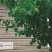 Сайдинг Ю-Пласт TIMBERBLOCK Пихта (Тимберблок) Cахалинская купить в Вышнем Волочке